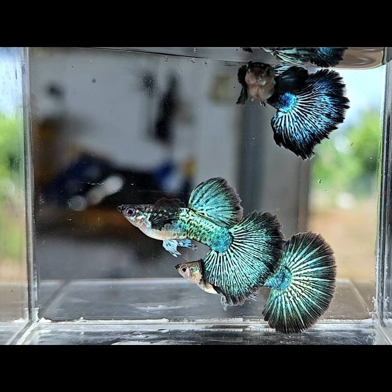 Peixe Guppy SS Green Dragon