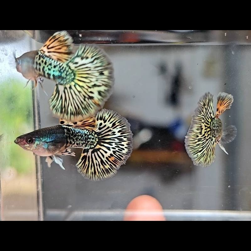 Peixe Guppy - Metal Yellow Dragon