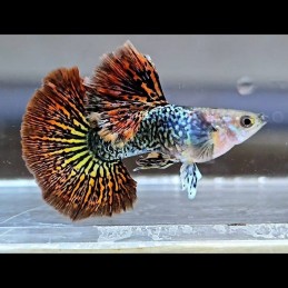 Comprar Peixe Guppy Red Dragon BDS Halfmoon