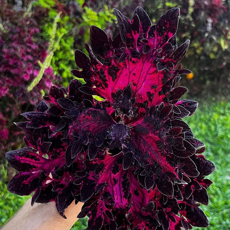 Coleus roxo e preto
