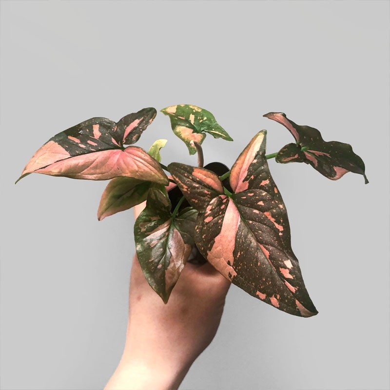 Muda de Singônio Pink Splash