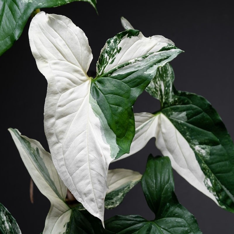 Singônio Alba Variegata