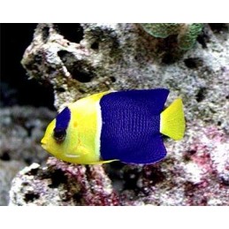 BICOLOR ANGEL - CENTROPYGE BICOLOR MD