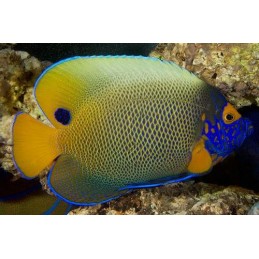 BLUE FACE ANGEL - POMACANTHUS XANTHOMETOPON