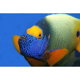 BLUE FACE ANGEL - POMACANTHUS XANTHOMETOPON