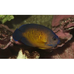 BLUE FIN ANGEL - CENTROPYGE MULTISPINIS