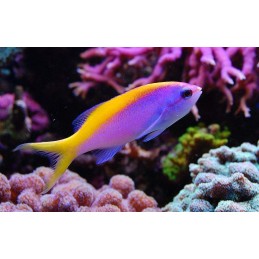 EVANSI ANTHIAS - PSEUDANTHIAS EVANSI
