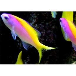 EVANSI ANTHIAS - PSEUDANTHIAS EVANSI