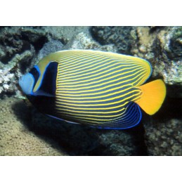 IMPERATOR ANGEL - POMACANTHUS IMPERATOR