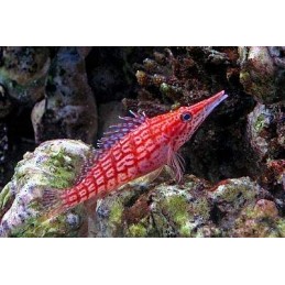 LONGNOSE HAWKFISH - OXYCIRRHITES TYPUS PQ