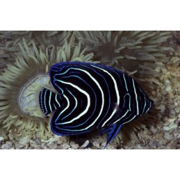 KORAN ANGEL POMACANTHUS SEMICIRCULATUS