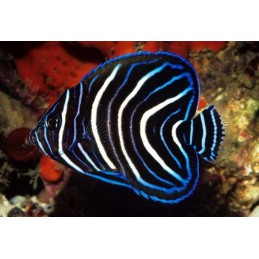 KORAN ANGEL POMACANTHUS SEMICIRCULATUS