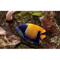 MAJESTIC ANGEL - POMACANTHUS NAVARCHUS