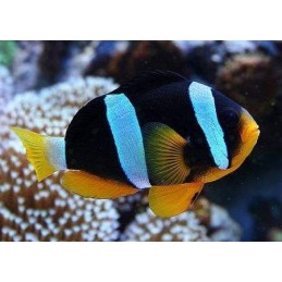 ALLARDI CLOWN - AMPHIPRION ALLARDI PQ