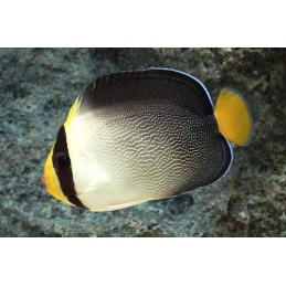 SINGAPORE ANGEL - CHAETODONTOPLUS MESOLEUCUS