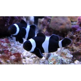 OCELLARIS BLACK CLOWN - AMPHIPRION OCELLARIS PQ