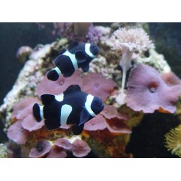 OCELLARIS BLACK CLOWN - AMPHIPRION OCELLARIS PQ
