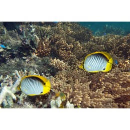 BLACK BACK BUTTERFLY - CHAETODON MELANNOTUS
