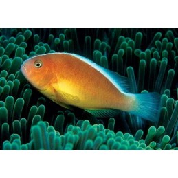 PEACH SKUNK CLOWN TB - AMPHIPRION AKALLOPISOS