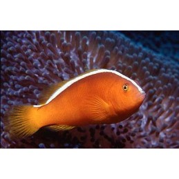 PEACH SKUNK CLOWN TB - AMPHIPRION AKALLOPISOS