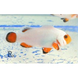 OCELLARIS WHITE TB - AMPHIPRION OCELLARIS 