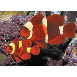 MAROON GOLD CLOWN - PREMNAS BIACULEATUS