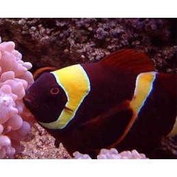 MAROON GOLD CLOWN - PREMNAS BIACULEATUS