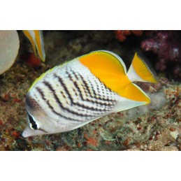 PEARLSCALE BUTTERFLY - CHAETODON XANTHURUS 