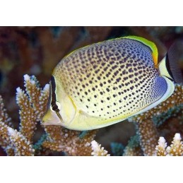 PEPPERED BUTTERFLY - CHAETODON GUTTATISSIMUS 
