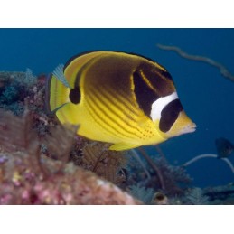 RACCOON BUTTERFLY - CHAETODON LUNULA