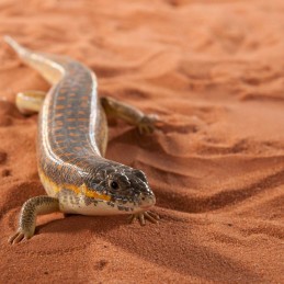 REPTILE SAND 1KG