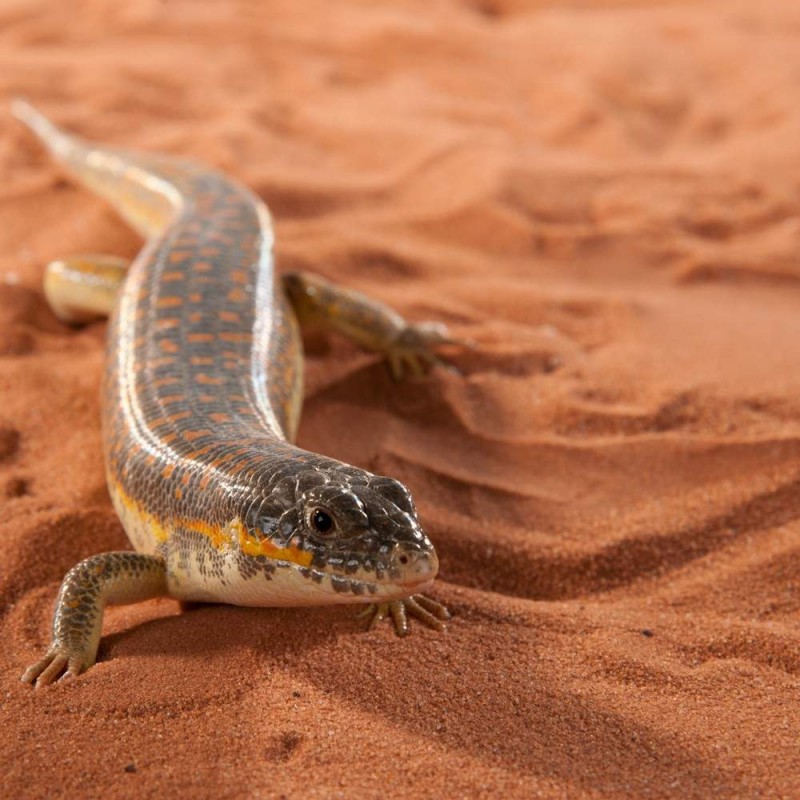 REPTILE SAND 1KG