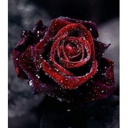 Rosa Blood Black - Negra Mesclado  - Sementes Raras - Exóticas