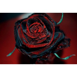 Rosa Blood Black - Negra Mesclado  - Sementes Raras - Exóticas