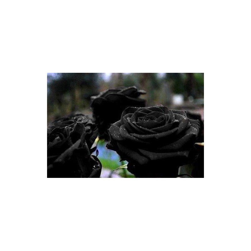 Rosa Negra Black  - Sementes Raras - Exóticas