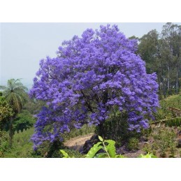 Árvore Jacarandá Azul  - Sementes Raras - Exóticas
