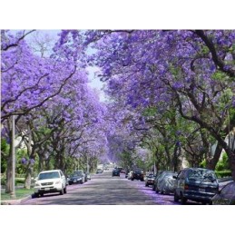 Árvore Jacarandá Azul  - Sementes Raras - Exóticas