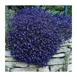 Árvore Jacarandá Azul  - Sementes Raras - Exóticas