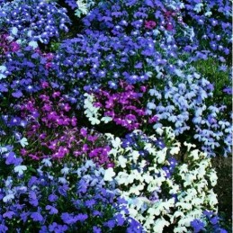 Árvore Jacarandá Azul  - Sementes Raras - Exóticas