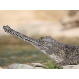 Gavial - Crocodilo no Ovo - Réplica Répteis