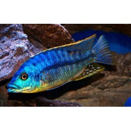 PROTOMELAS ORNATUS 5 CM