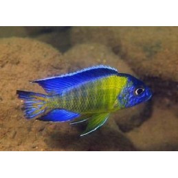 Aulonocara Stuartgrandi Blue Neon