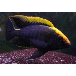 Comprar peixes online