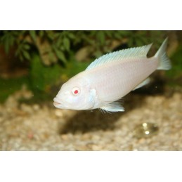 Peixe Ciclídeo Africano Socolofi Albino