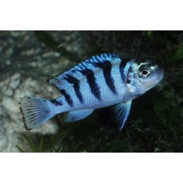 AULONOCARA STUARTGRANTI BLUE NEON 3 cm
