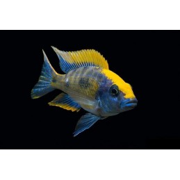 comprar peixe ciclídeo africano