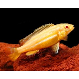 comprar peixe ciclídeo africano