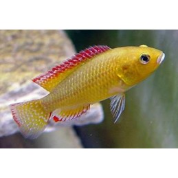 AULONOCARA STUARTGRANTI BLUE NEON 3 cm