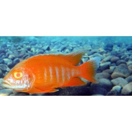 AULONOCARA STUARTGRANTI BLUE NEON 3 cm