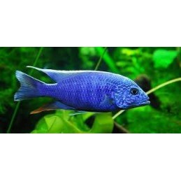 AULONOCARA STUARTGRANTI BLUE NEON 3 cm